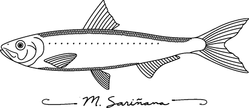 Sarinana surfboards